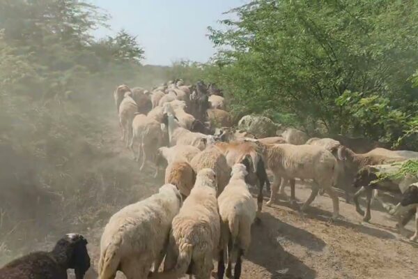 ઘેટાં-બકરામાં PPR રોગને અટકાવવા જામનગર જિલ્લામાં રસીકરણ અભિયાનનો પ્રારંભ