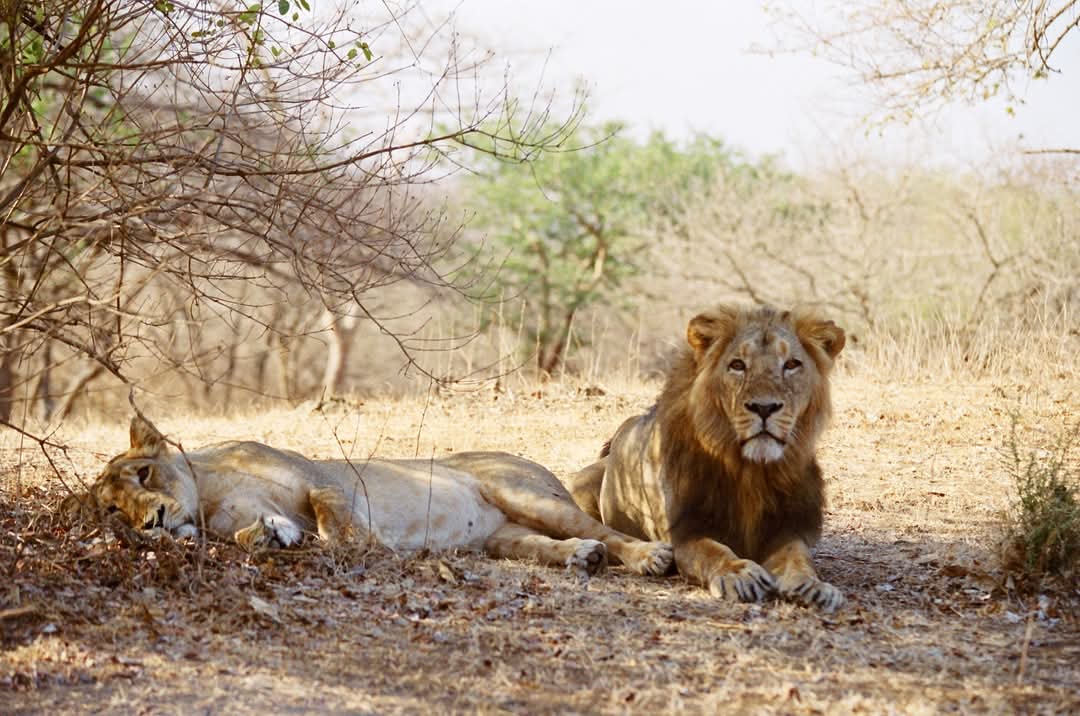 10 ઓગસ્ટ – વિશ્વ સિંહ દિવસ