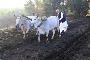 તાપી જિલ્લાના માણેકપુર ગામની મુલાકાતે પધારેલ રાજ્યપાલએ સ્વયં હળ તેમજ બળદ ગાડું ચલાવ્યું અને ગાય દોહી