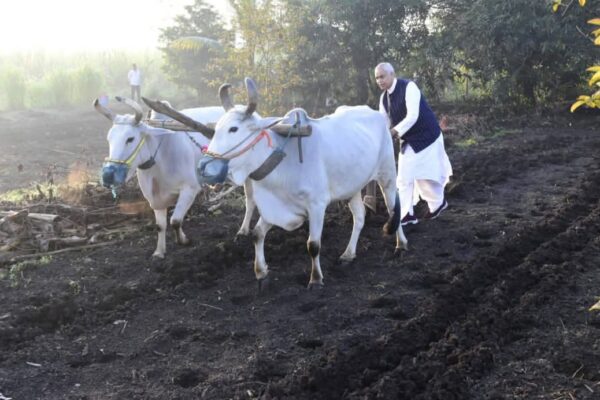 તાપી જિલ્લાના માણેકપુર ગામની મુલાકાતે પધારેલ રાજ્યપાલએ સ્વયં હળ તેમજ બળદ ગાડું ચલાવ્યું અને ગાય દોહી