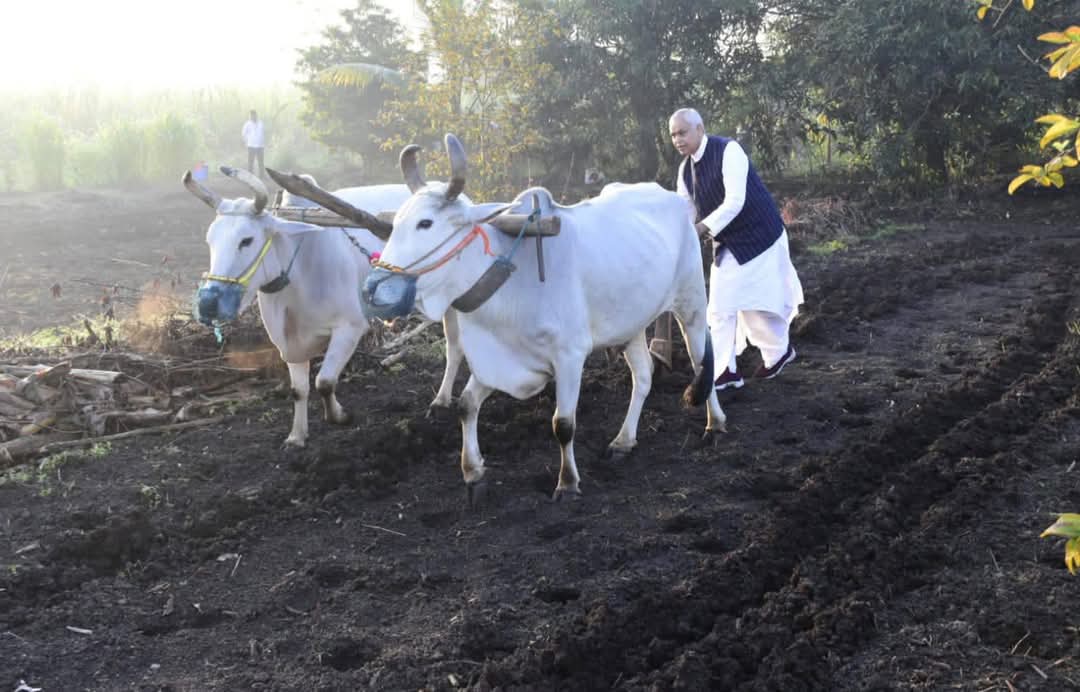 તાપી જિલ્લાના માણેકપુર ગામની મુલાકાતે પધારેલ રાજ્યપાલએ સ્વયં હળ તેમજ બળદ ગાડું ચલાવ્યું અને ગાય દોહી