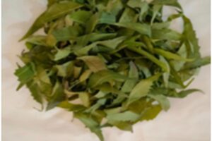 વડોદરાની એમ. એસ. યુનિવર્સિટીની વધુ એક સિદ્ધિ – મચ્છર ભગાડનાર સુતરાઉ કાપડના સંશોધનને સફળતા