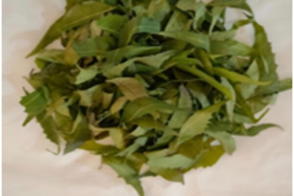 વડોદરાની એમ. એસ. યુનિવર્સિટીની વધુ એક સિદ્ધિ – મચ્છર ભગાડનાર સુતરાઉ કાપડના સંશોધનને સફળતા