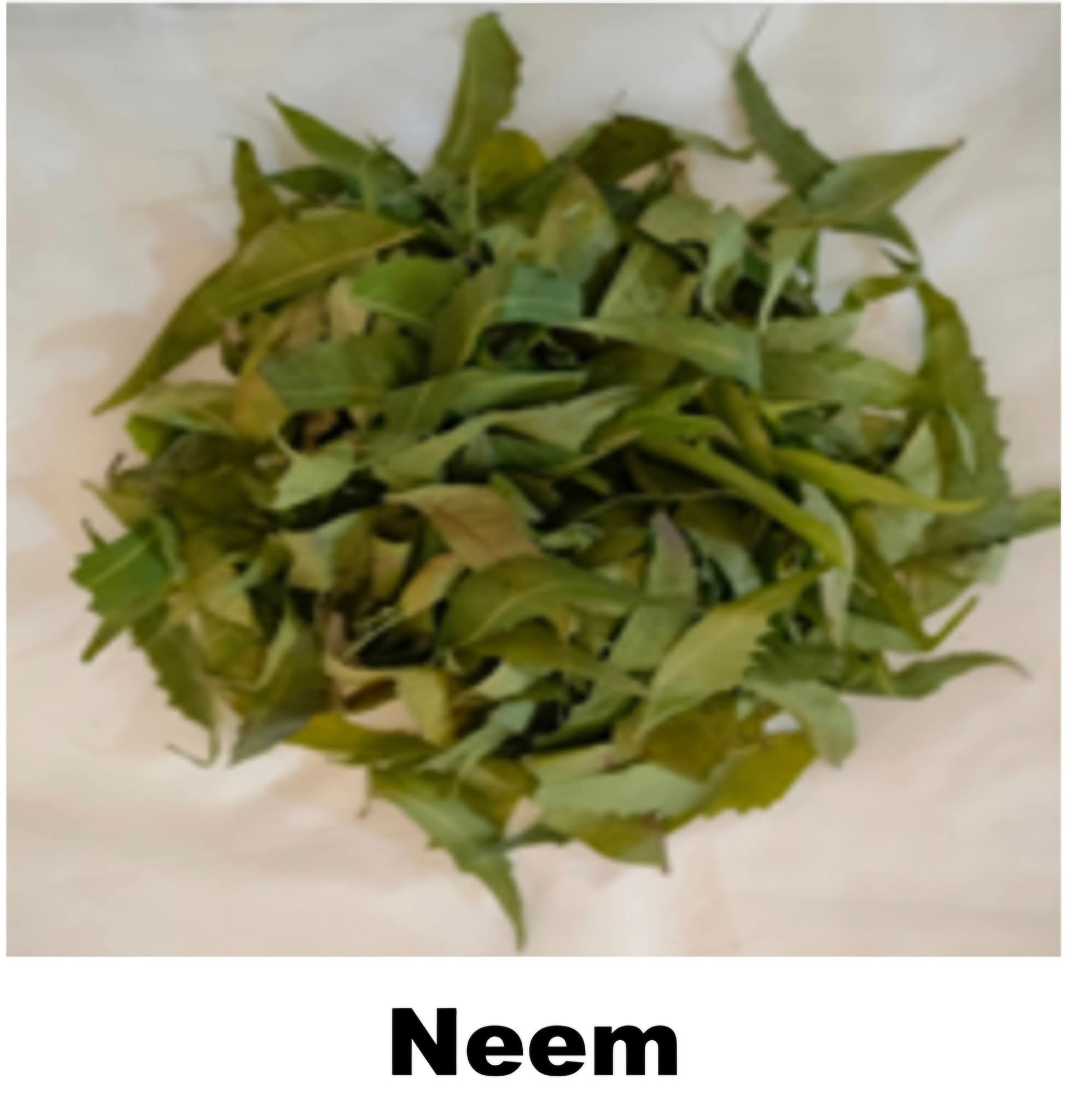 વડોદરાની એમ. એસ. યુનિવર્સિટીની વધુ એક સિદ્ધિ – મચ્છર ભગાડનાર સુતરાઉ કાપડના સંશોધનને સફળતા